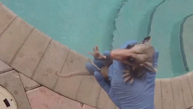 Baby opossum rescued from the pool, from the eyes of the rescuer