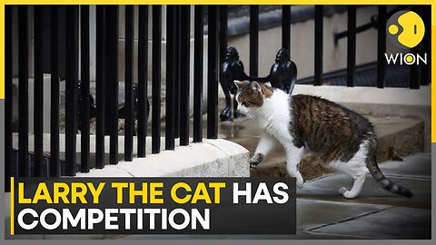 UK: Starmer family gets a new kitten after a long summer of negotiation | English News | WION