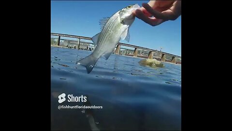 tennessee river fishin bass releases