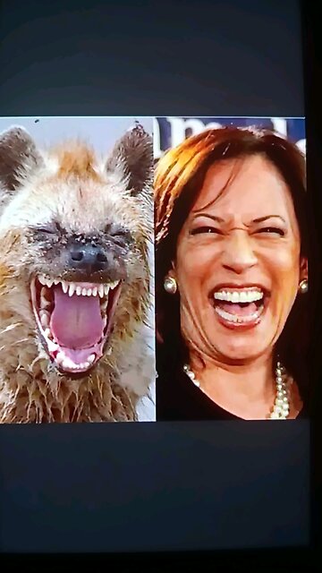 CLAM FACE KAMAL HARRIS