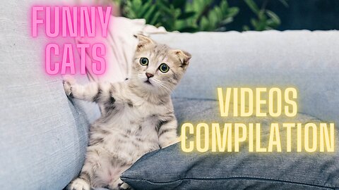 Funny Cats | Part 1 | 15 mins Cute Cats Compilation 2023