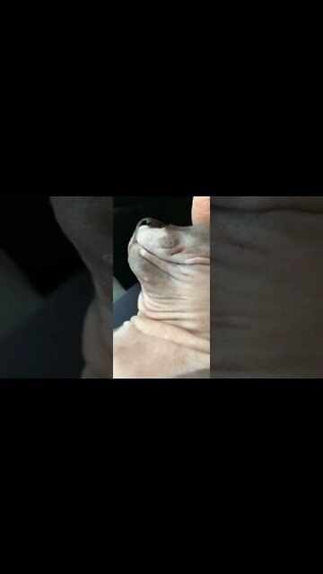 Blackhead popping as requested. #blackhead #sphynx