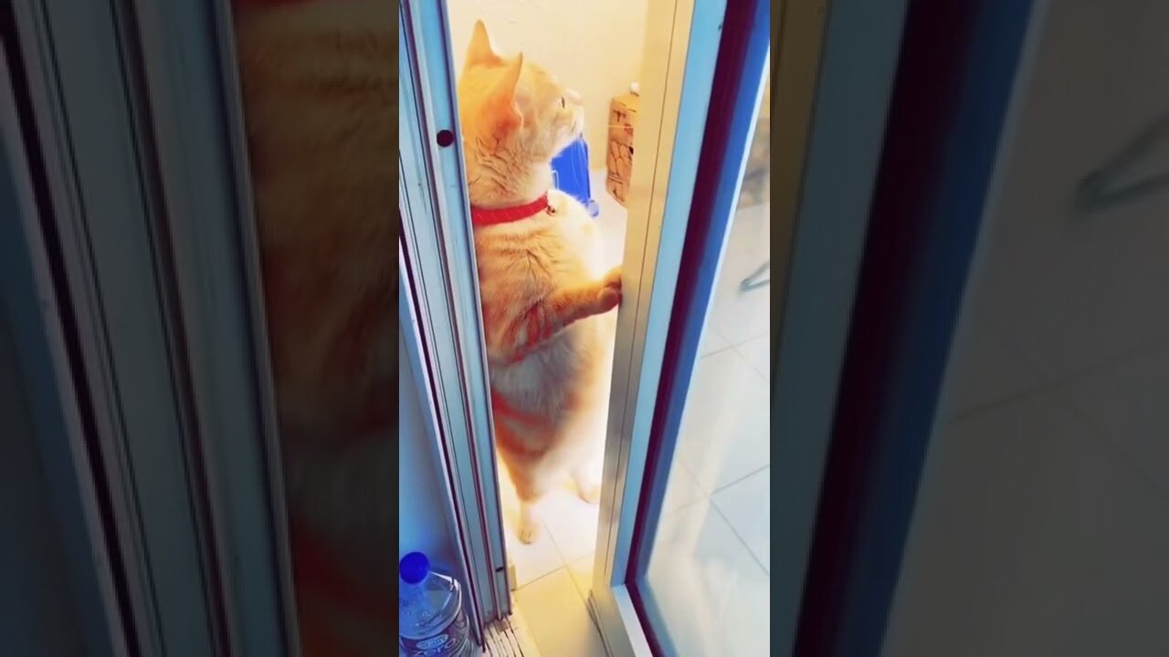 Сute animals | #ShortS