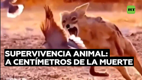 Supervivencia animal: un salto justo a tiempo