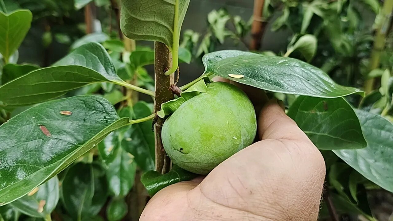 frutífera produzindo em vasos jabuticaba Sabará híbrida branca escarlate cabeludinha graviola cajá