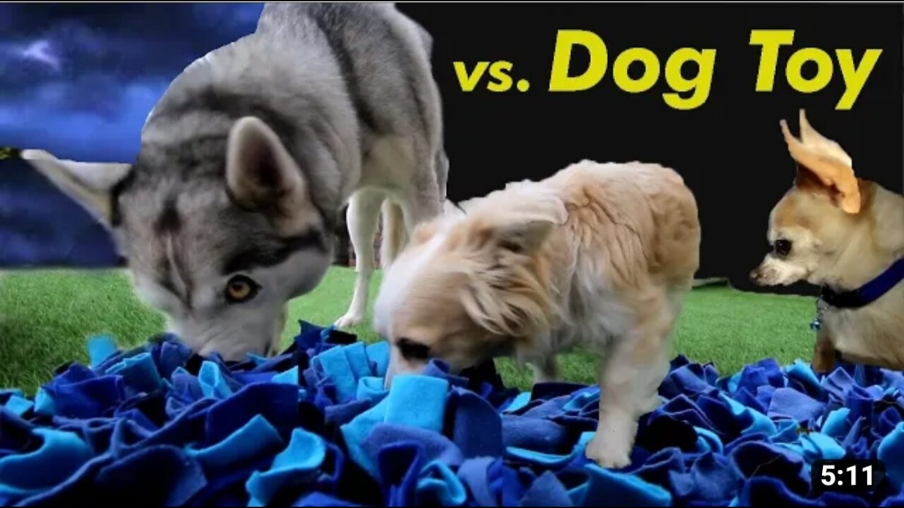 Dog vs dog toys amazing video