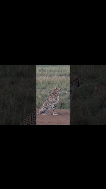 Wildlife Sightings Today 06/09/22 (Lions, Cheetah, etc) | Lalashe Maasai Mara | #shorts
