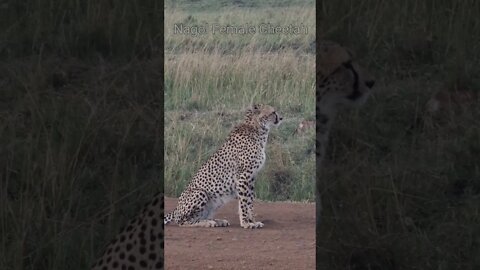 Wildlife Sightings Today 06/09/22 (Lions, Cheetah, etc) | Lalashe Maasai Mara | #shorts