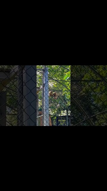 I am surprised this baby monkey didn’t fall