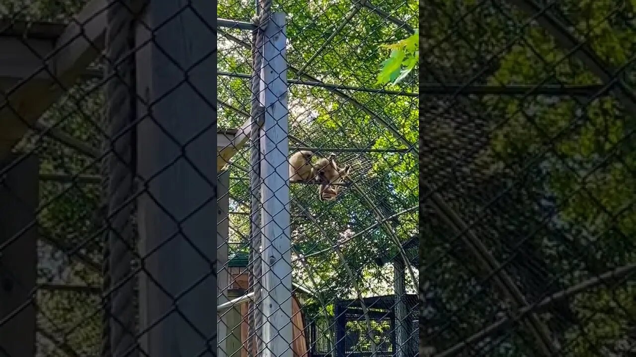 I am surprised this baby monkey didn’t fall