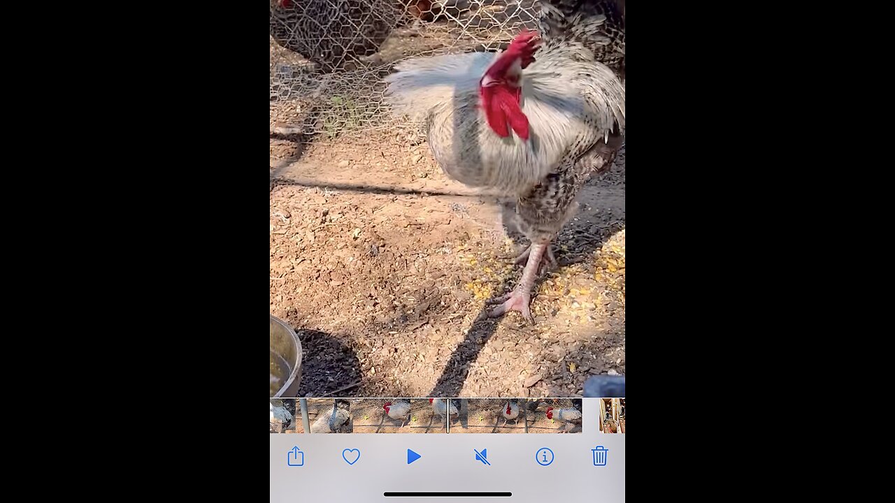 Rooster does crazy rooster dance while drinking moonshine!!!🐓