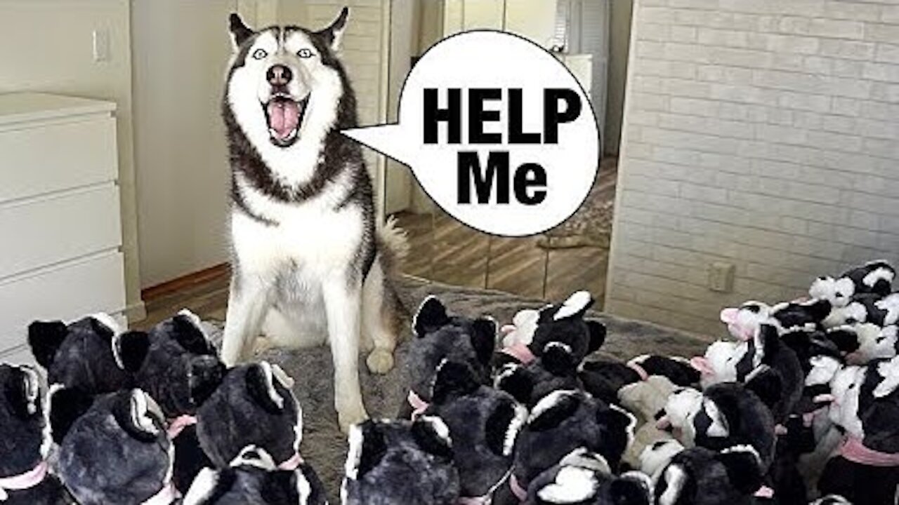 Surprising Husky With 100 Puppies! (SHE GOT SCARED!) 😂