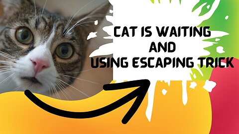 Cat is waiting just get opportunity for safe side