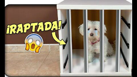 KIDNAP MY DOG! I CAN'T FIND Dasha!😱🐶 Anima Dogs