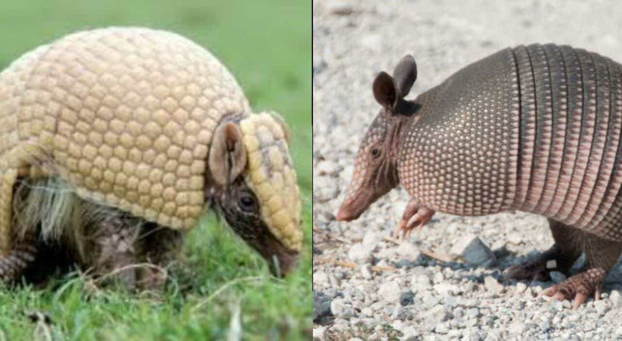 Cute Armadillo Compilation