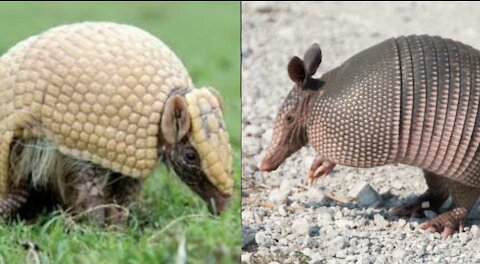 Cute Armadillo Compilation