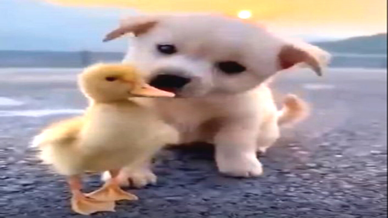 Dog and Duckling: Cutest Friendship Ever Caught on Camera!