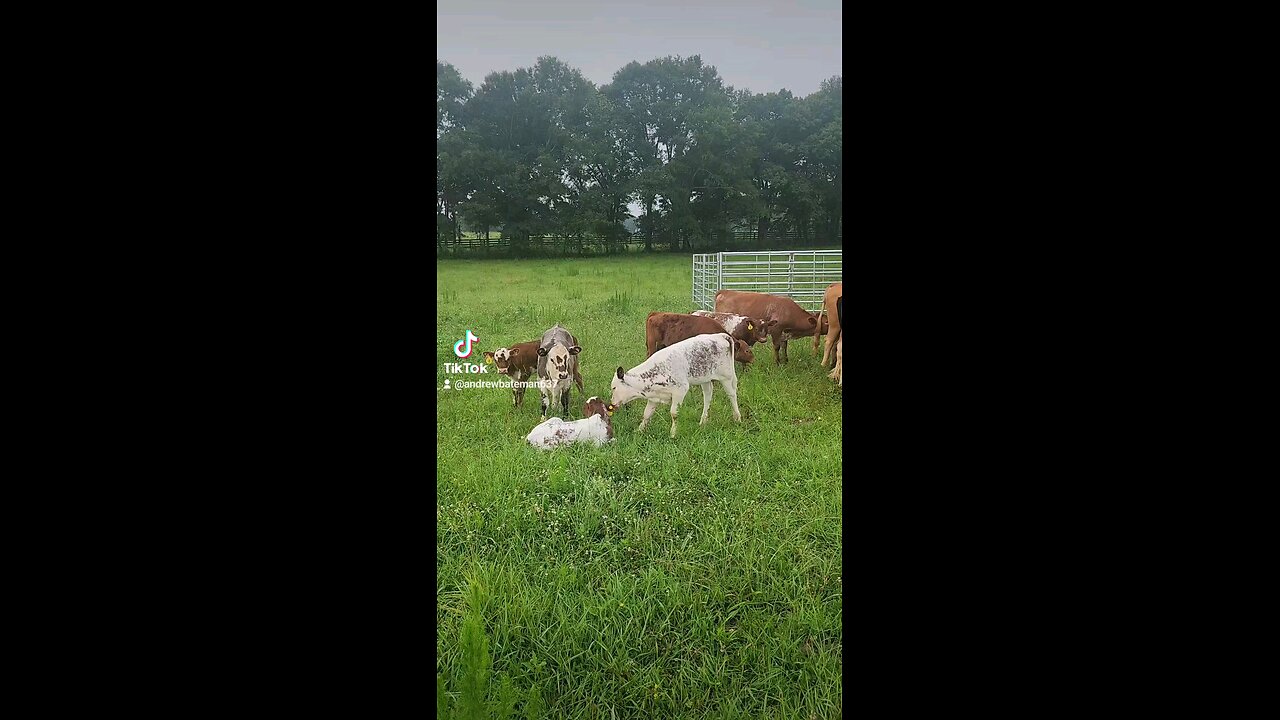 Shorthorn Plus calves chilling.