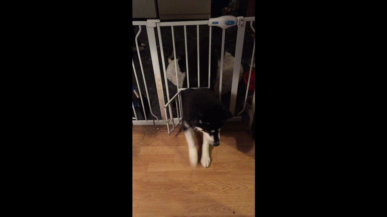 Smarty pants husky opens door again!