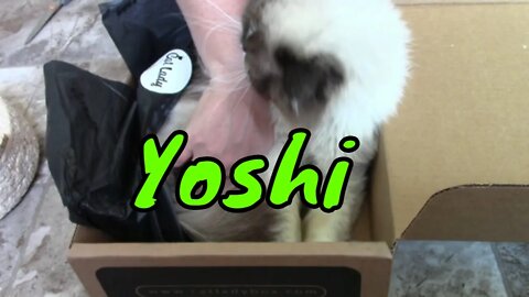 Ouch, Yoshi Bit Me! 😼