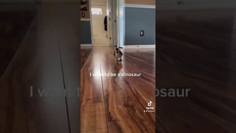 Artemis The Lost Duckling is something else. #pets #funny #cute #love #funnyvideos #duckling