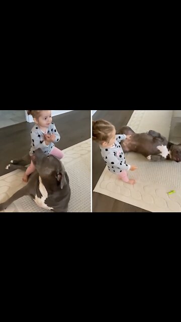 Baby girl adores her pit bull best friend