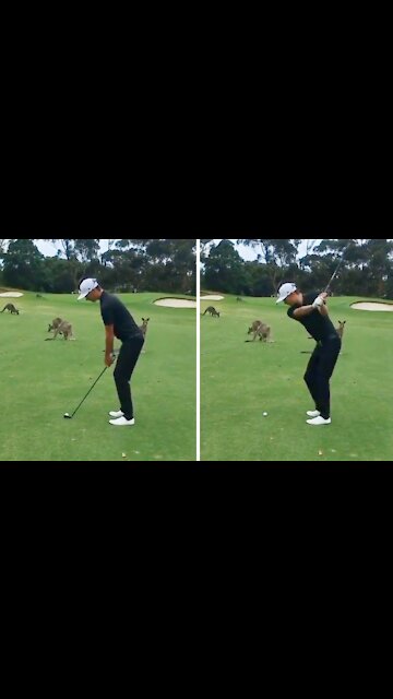 Golfer's round interrupted by mob of...kangaroos?