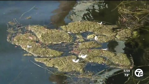 Invasive algae forms monstrous mats of muck along Lake Saint Clair