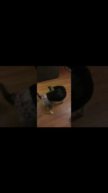 #shorts Shepsky Rips Diaper off Like A Boss 😎