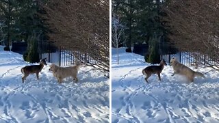 Excited Pup Really Wants To Play With Friendly Deer