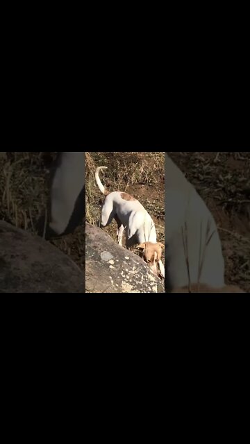 Young pit bull type has grown into a beautiful dog