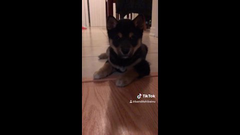 @BanditShibaInu The Shiba Puppy being CUTE!!😍