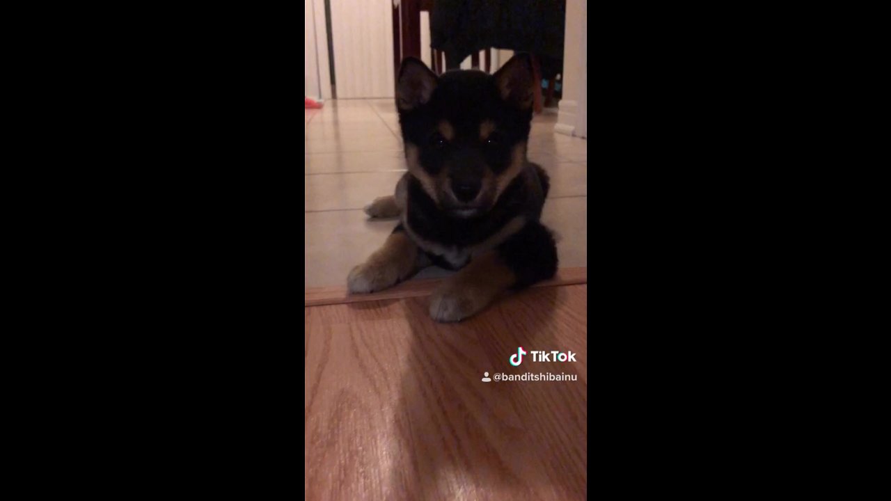 @BanditShibaInu The Shiba Puppy being CUTE!!😍