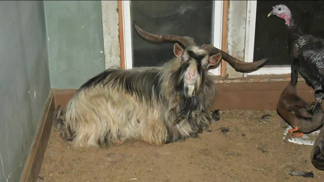 Body cam footage gives inside look at 100+ animals seized inside Milwaukee home