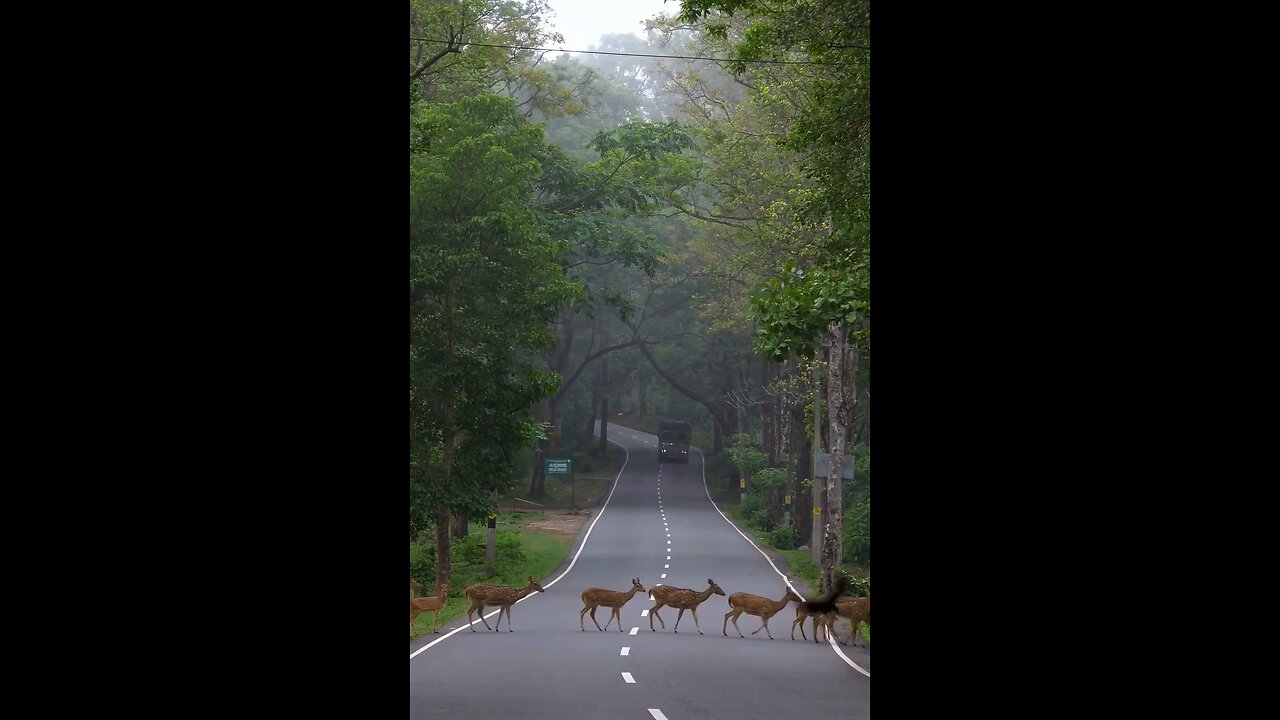 #hottest🔥 #trending From The #world of #animals #deer #lover #staysafe #safety #care #trending