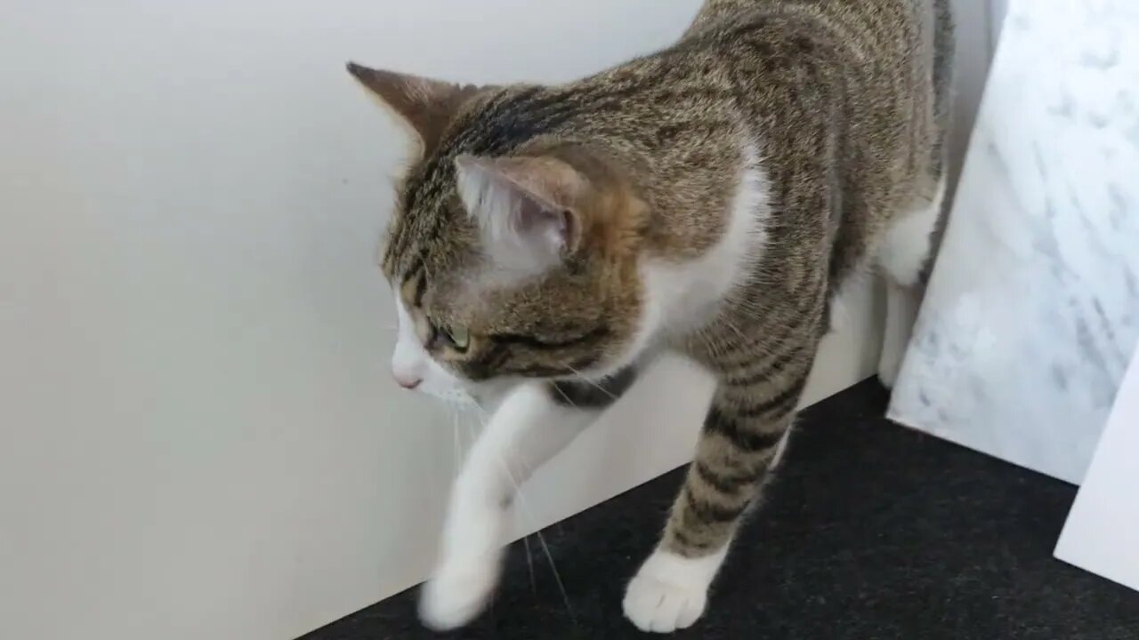 The Cat Came out of the Hiding Place