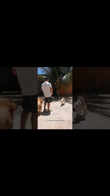 Curiosidades sobre cães