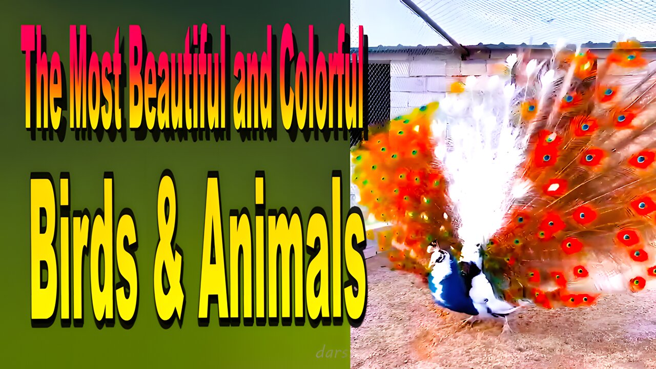 The Most Beautiful and Colorful Birds & Animals
