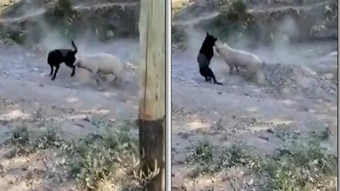 So funny dog with friend enjoy today