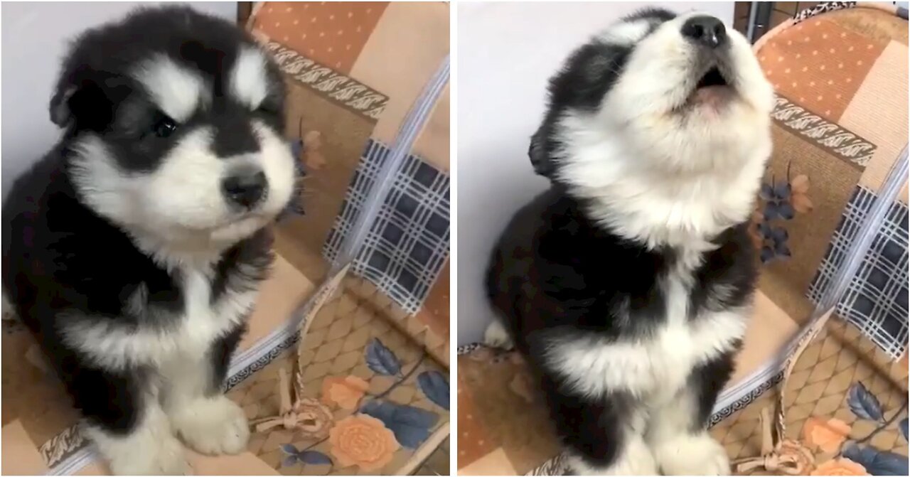 Husky puppy's first howl