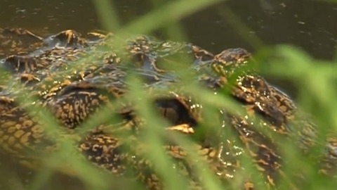 Protecting your pets from a gator