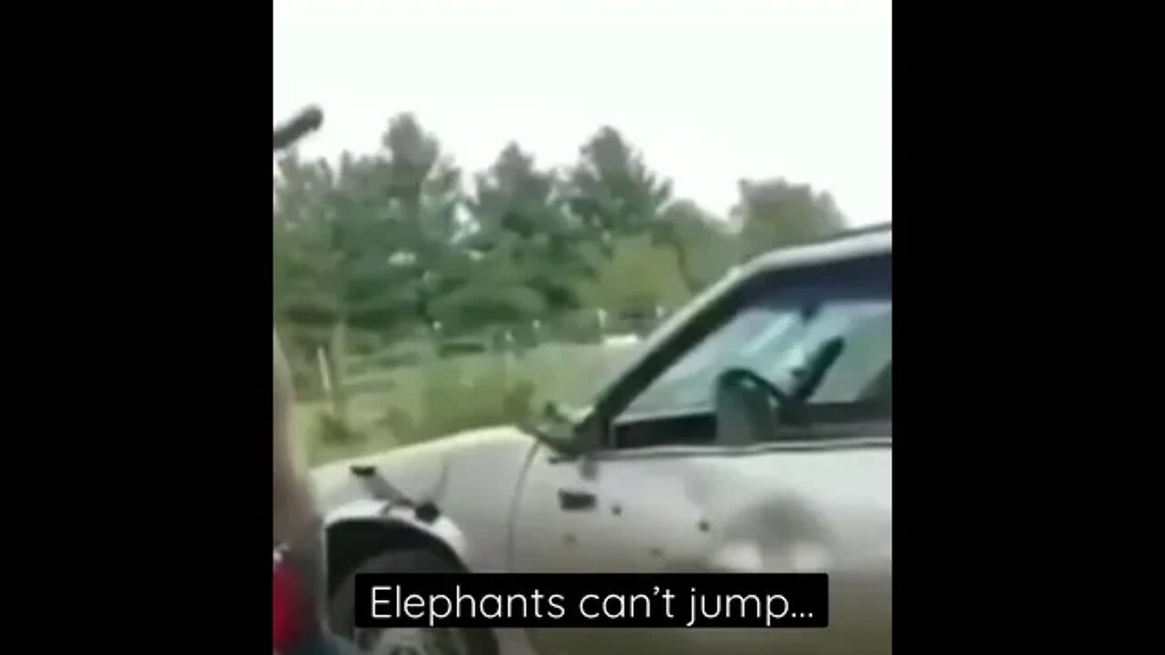 Elephants