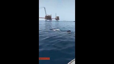 Shark riding in the Persian Gulf (Iran)