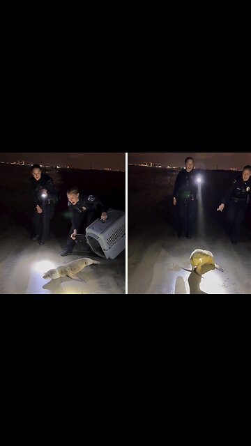 Thanksgiving rescue: Baby sea lion saved from highway