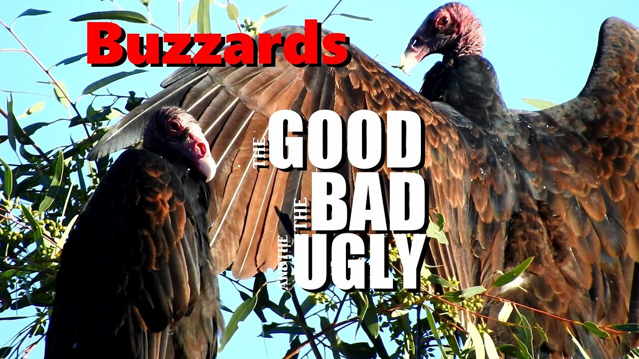 Buzzards: A Spaghetti Western Movie #AnimalVideo