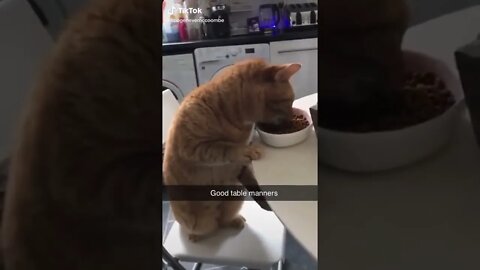 Cat Has Great Table Manners I TikTok