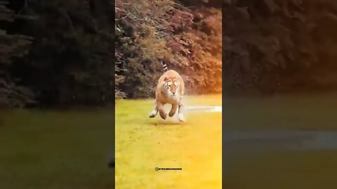 😳😱 Original Lion 🦁 #shorts #shortsvideo #shorty