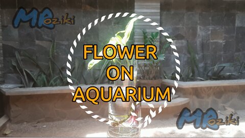 FLOWER ON AQUARIUM