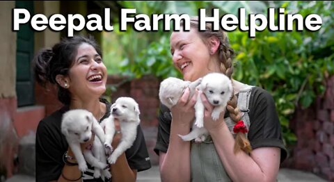 Welcome to the peepal Farm Helpline!Animal Rescue | Dog Training Animal First Aid