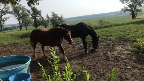Farm Animals